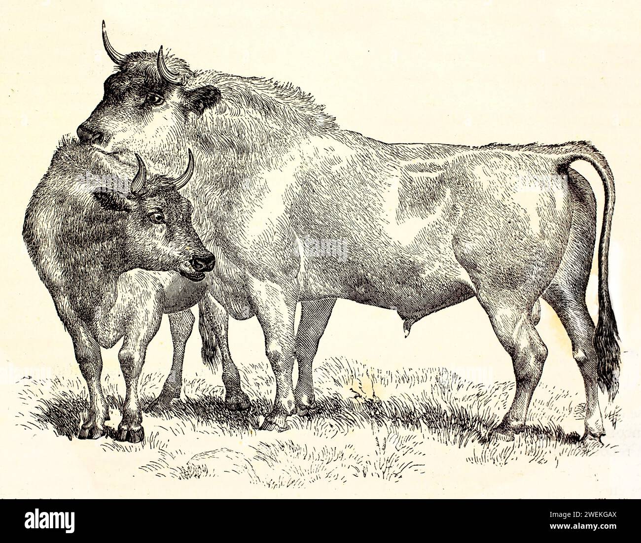 Vache Highland de profil avec veau sur une surface herbeuse, fond blanc. Gravure zoologique antique montrant la pose maternelle et la race à cornes, 1878. Banque D'Images