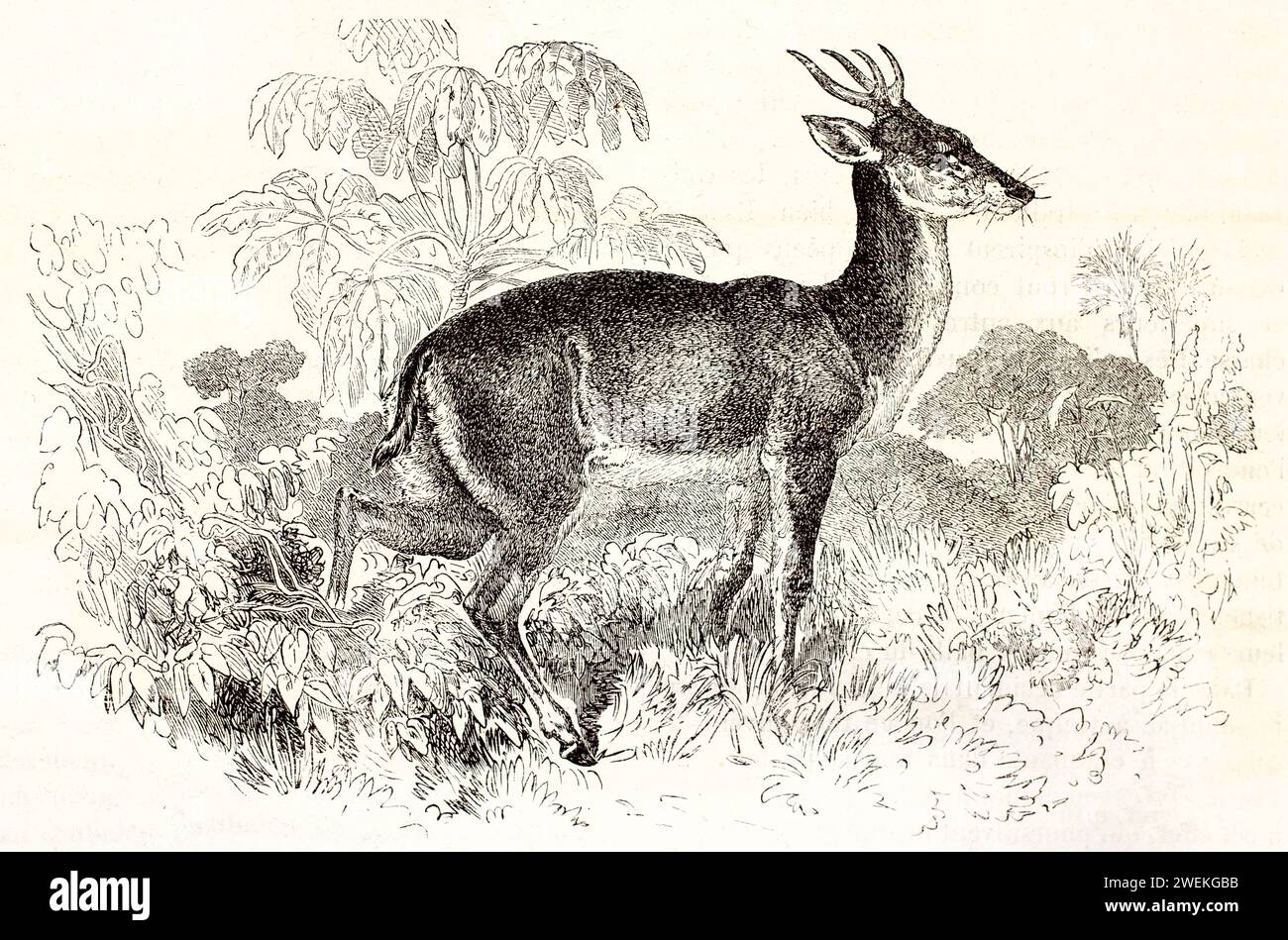 Muntjac se déplaçant à travers une végétation dense, capturé à mi-parcours. Gravure antique de la faune montrant les détails et l'environnement naturel, 1878. Banque D'Images