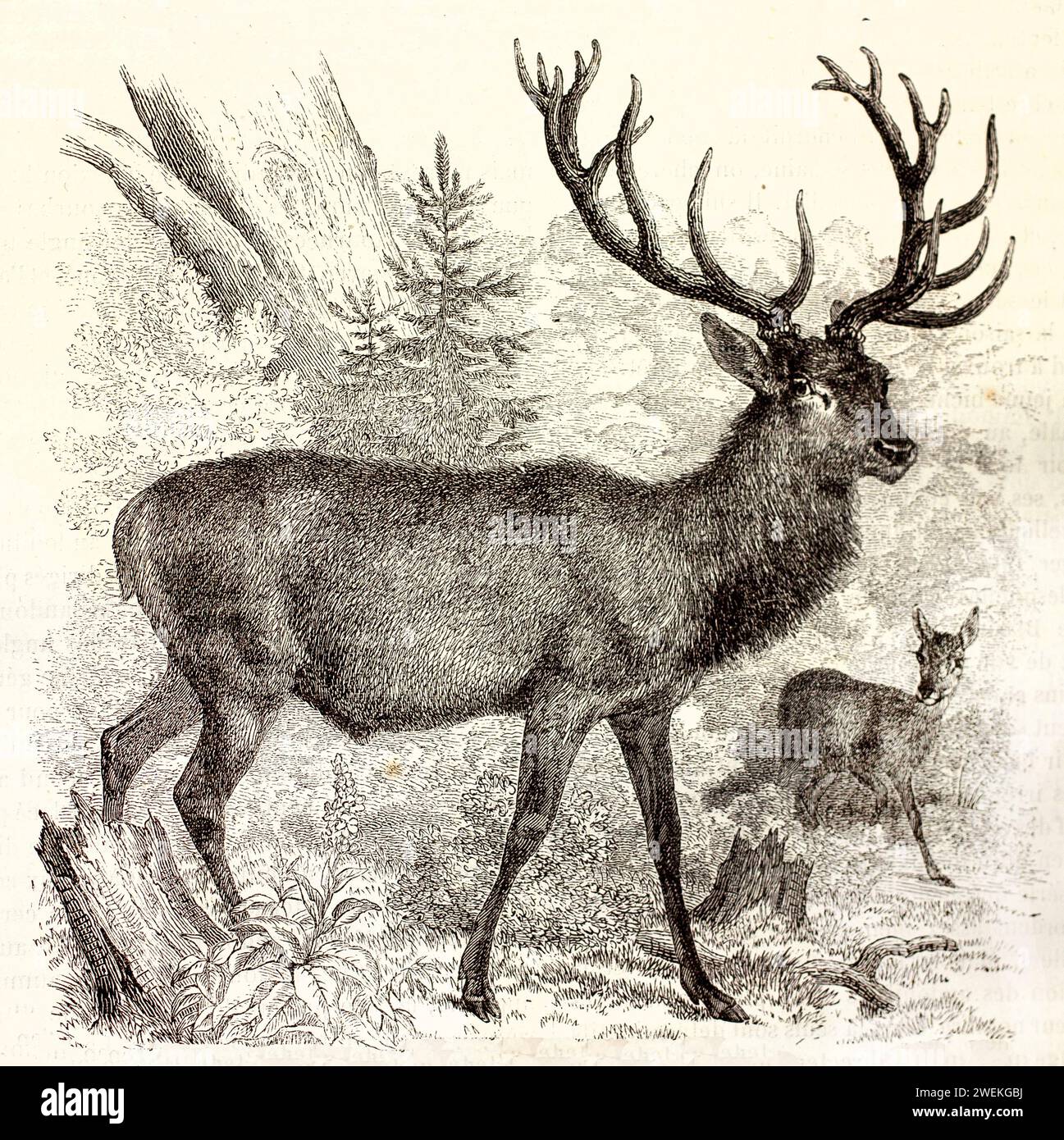Cerf rouge avec de grands bois ramifiés dans une forêt de montagne dense, avec une arrière à proximité. Scène sauvage gravée montrant des espèces et leur habitat, 1878. Banque D'Images