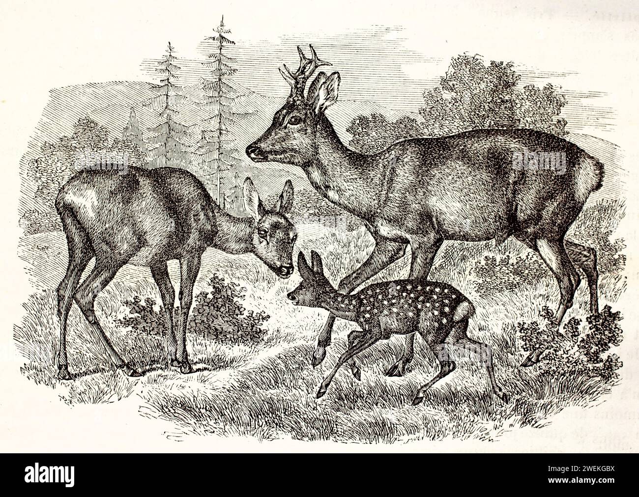 Famille de cerfs Roe – mâles, femelles et faons – se déplaçant ensemble dans une forêt boisée ressemblant à un parc. Illustration de la faune antique avec comportement naturel, 1878. Banque D'Images