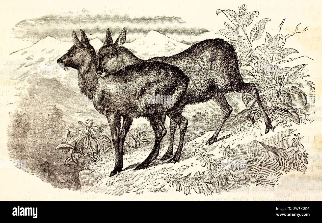 Couple de cerfs musqués de Sibérie sur un terrain montagneux en pente, près d'une végétation clairsemée. Représentation zoologique antique de l'habitat naturel des cervidés alpins, 1878 Banque D'Images