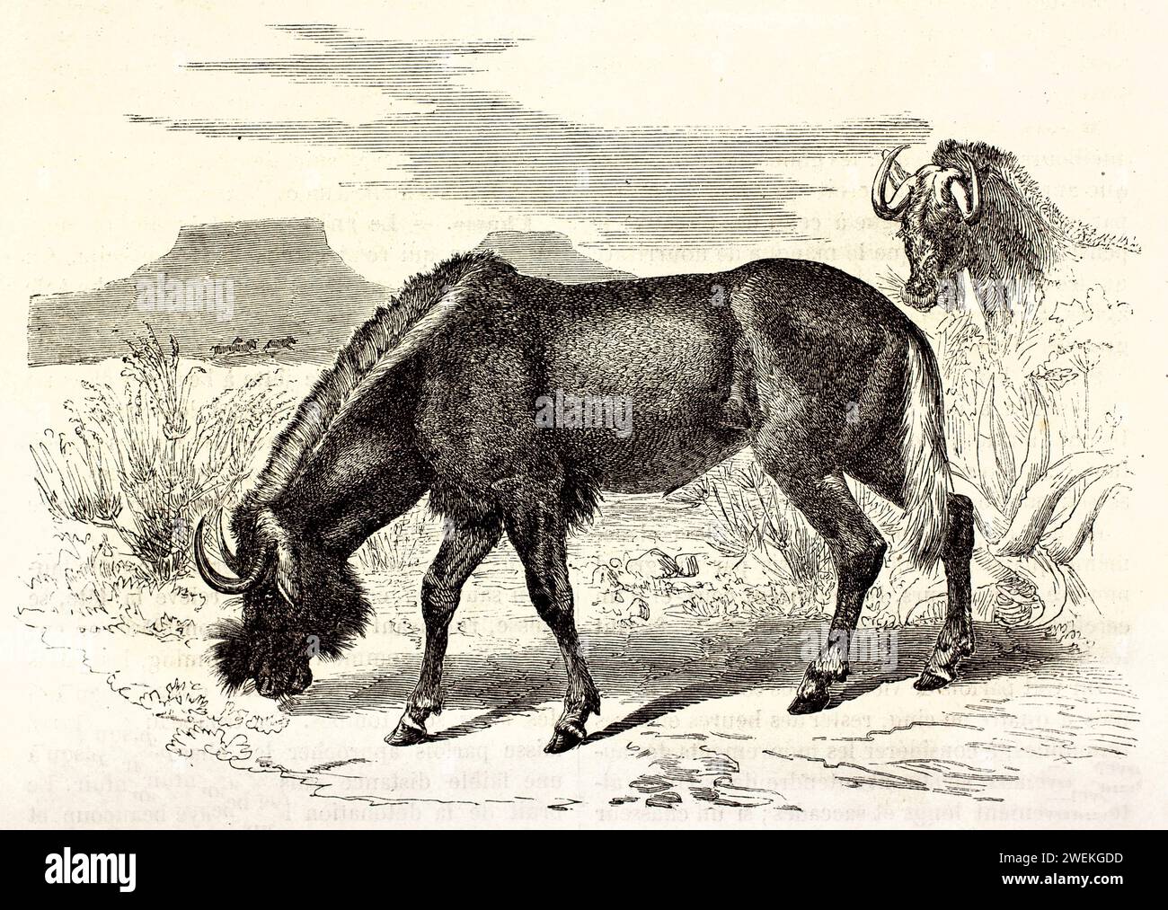 Vieille illustration gravée de Wildebeest. Créé par Kretschmer et Illner, publié sur Brehm, les Mammifères, Baillière et fils, Paris, 1878 Banque D'Images