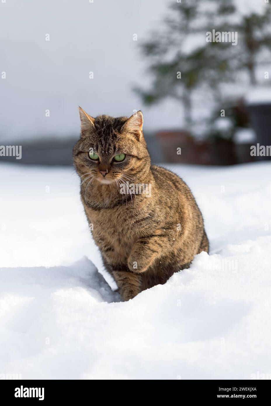 Mignon chat de maison sur la neige à l'extérieur dans un jardin enneigé d'hiver. (Felis catus). Mise au point sélective. Banque D'Images