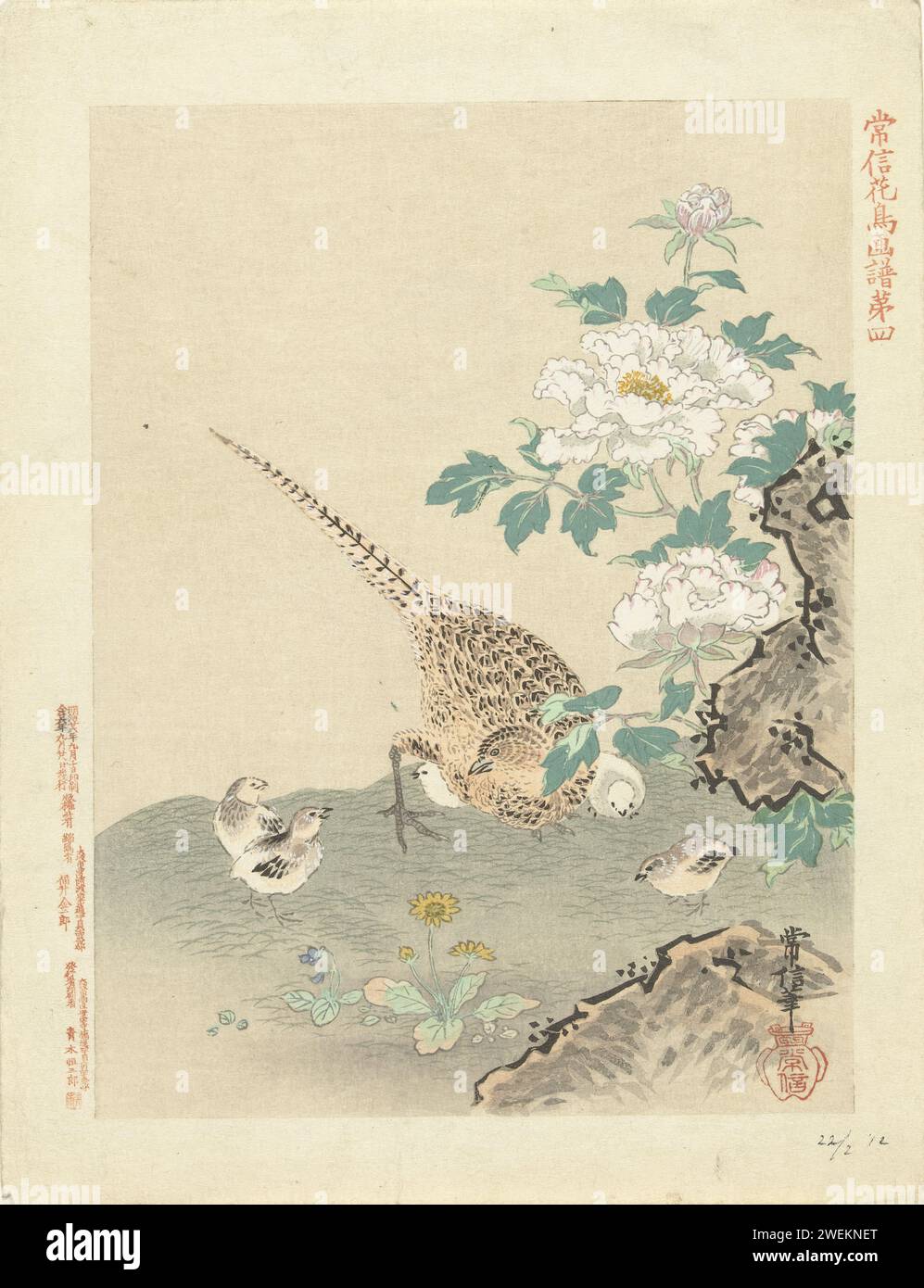 Caille avec des poussins, marcheur sur bois de couleur papier imprimé 1893 et oiseaux coureurs (avec NOM). plantes ; végétation. oiseaux (+ jeune animal) Banque D'Images