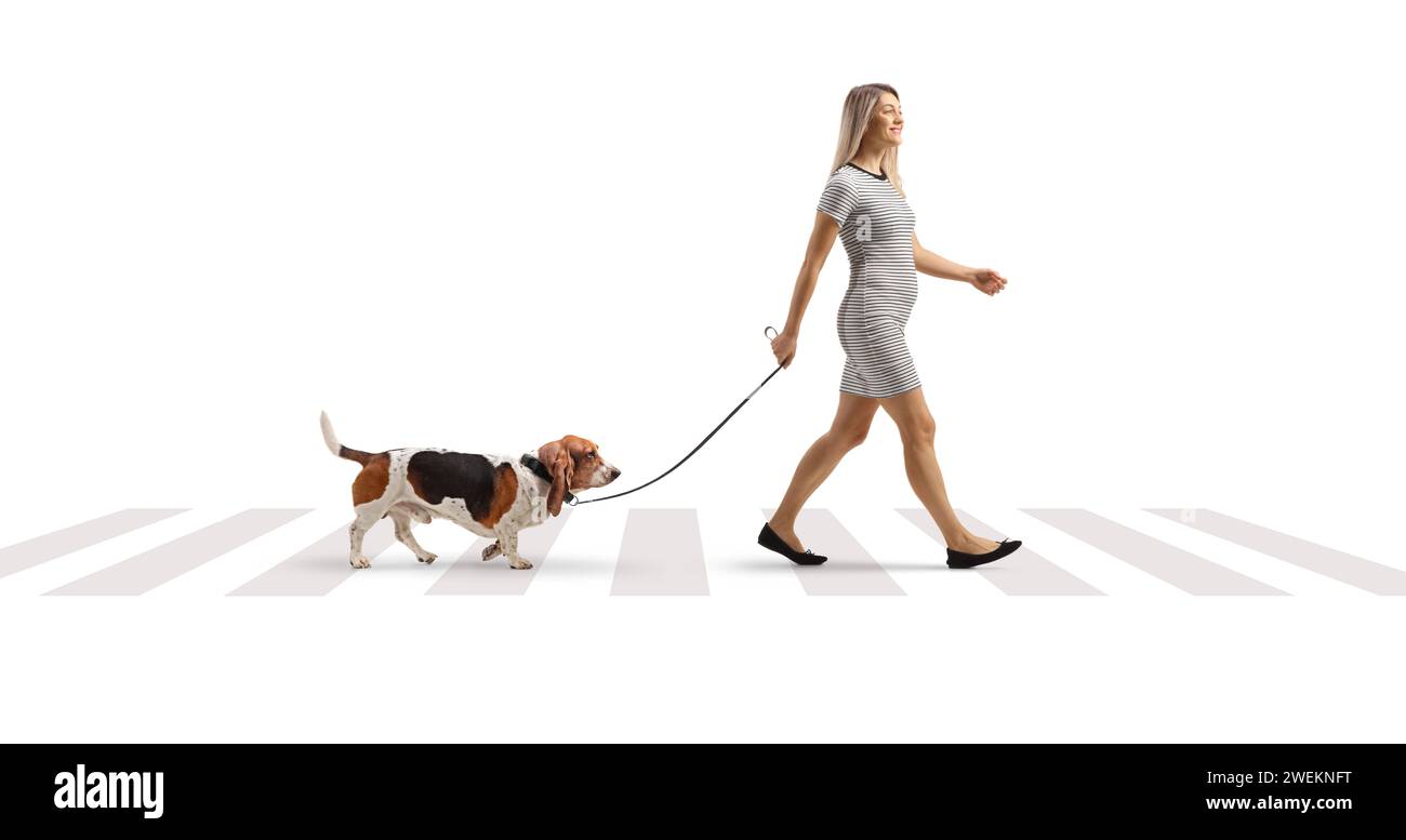 Plan de profil complet d'une jeune femme promenant un chien de chien de basset à un passage piéton isolé sur fond blanc Banque D'Images