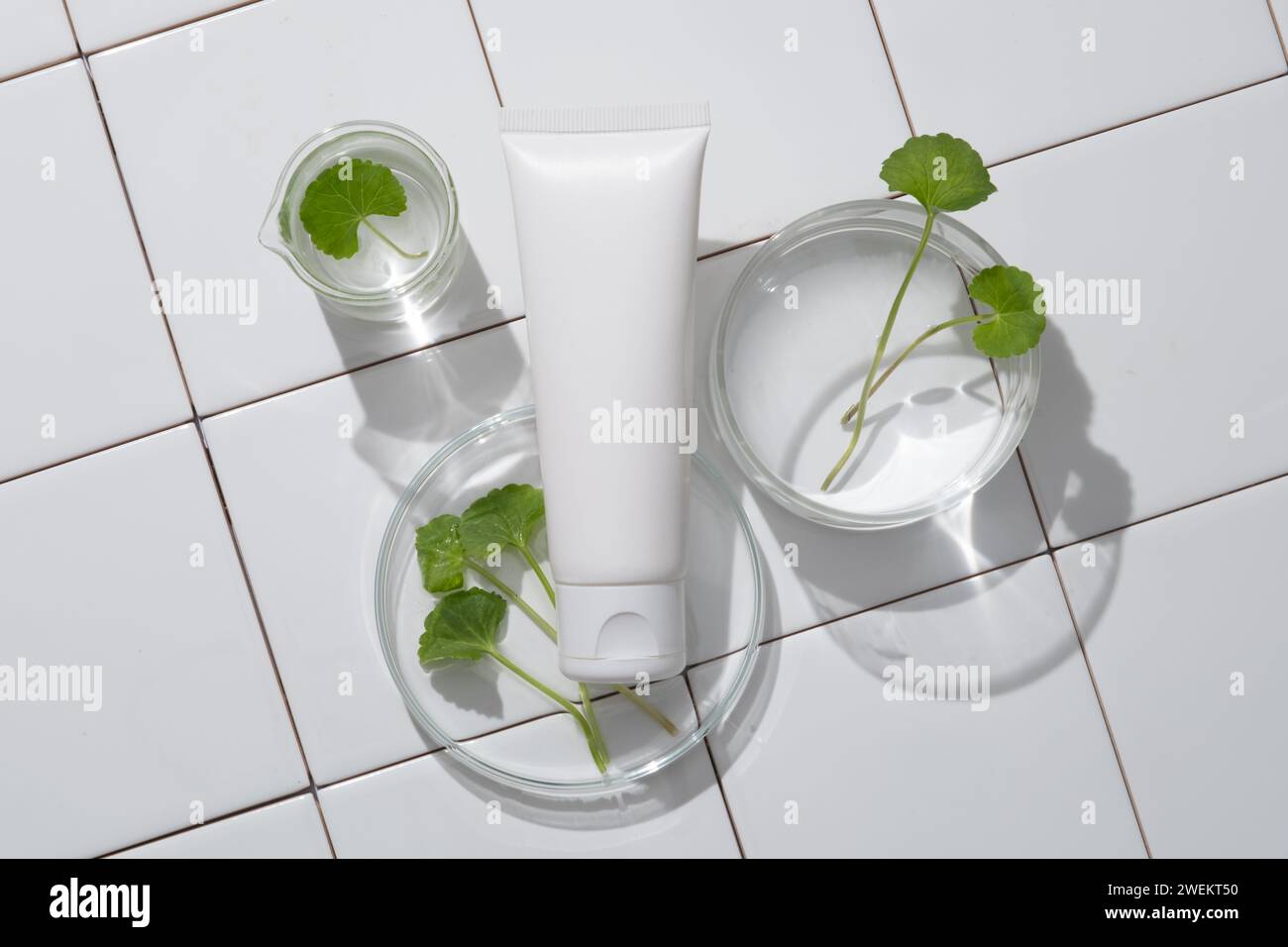 Tube en plastique placé sur une boîte de Pétri et un bécher contenant du liquide et des feuilles de gotu kola. Gotu kola a anti-inflammatoire, anti-acné, anti-âge, lumière de peau Banque D'Images