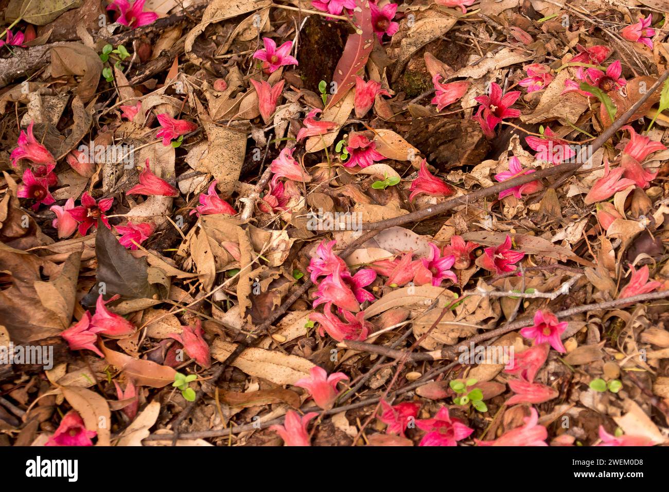 Fleurs roses tombées et feuilles brunes de Kurrajong rose, brachychiton discolor, arbre à écorce sur fond de forêt tropicale humide subtropicale, Queensland, Australie. Banque D'Images