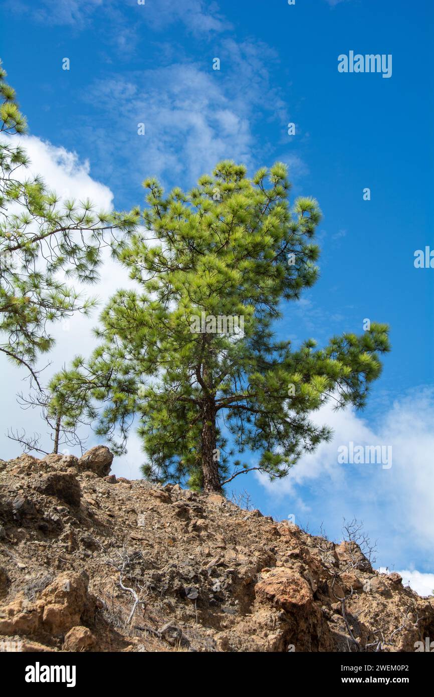 Pin des Canaries ( Pinus canariensis ) sur une montagne sur l'île de Gran Canaria en Espagne, avec ciel bleu et nuages Banque D'Images