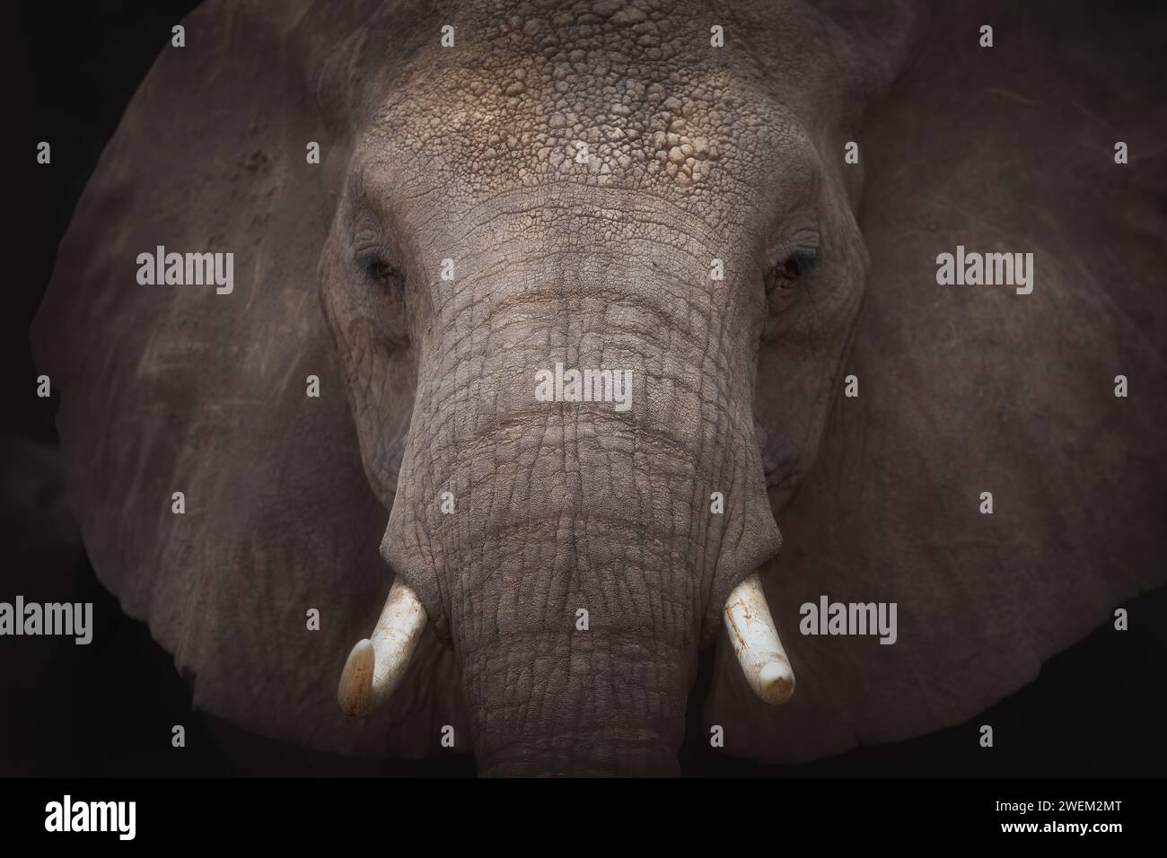 Portrait d'un éléphant d'Afrique. Gros plan Banque D'Images