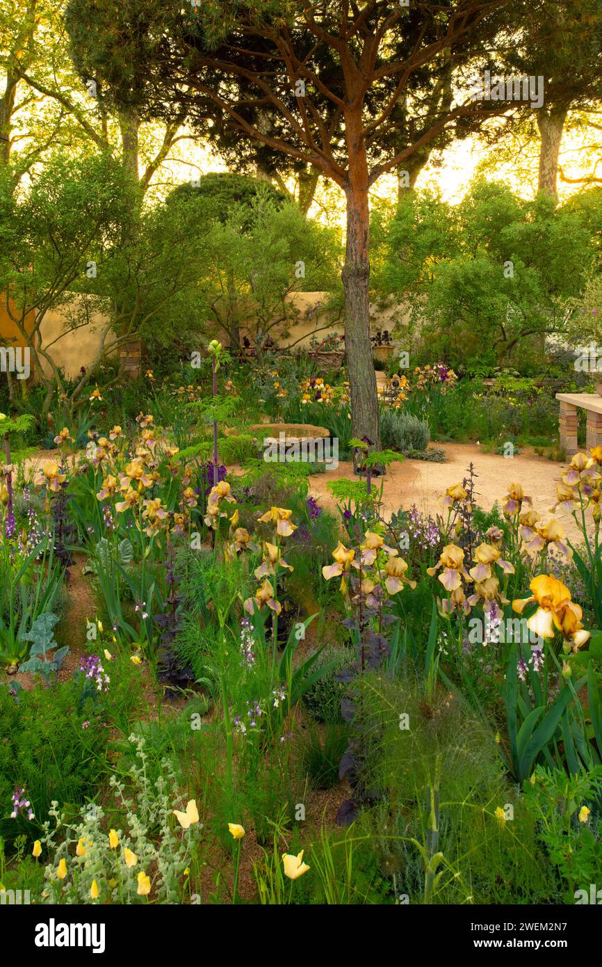 Des groupes d'Irises de Benton mélangés avec des plantes de faible niveau sous des arbres Pinus sylvestris dans le jardin Nurture Landscapes, un jardin d'exposition conçu par Sarah PRI Banque D'Images