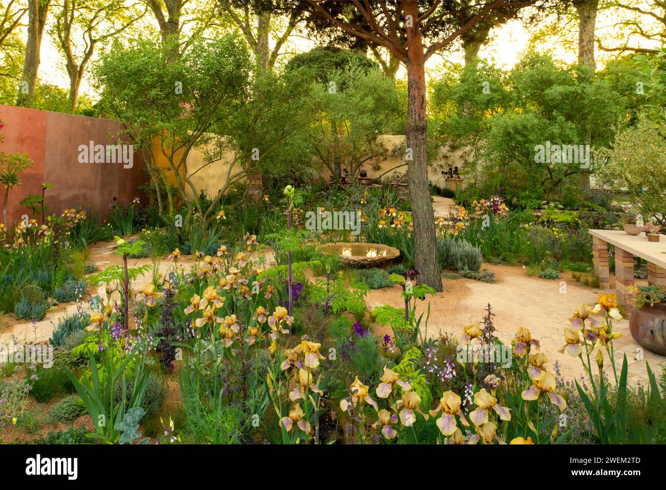 Benton Irises dans le jardin Nurture Landscapes conçu par Sarah Price. Banque D'Images