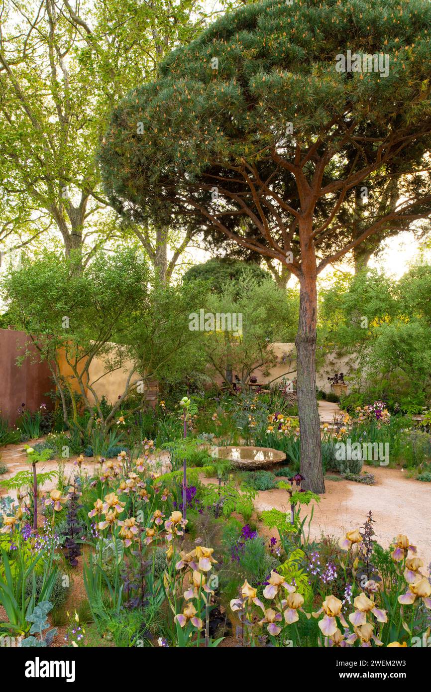 Pinus sylvestris dominant la plantation de bas niveau, y compris Iris 'Benton Olive dans le Nurture Landscapes Garden, un jardin d'exposition conçu par Sarah Price Banque D'Images