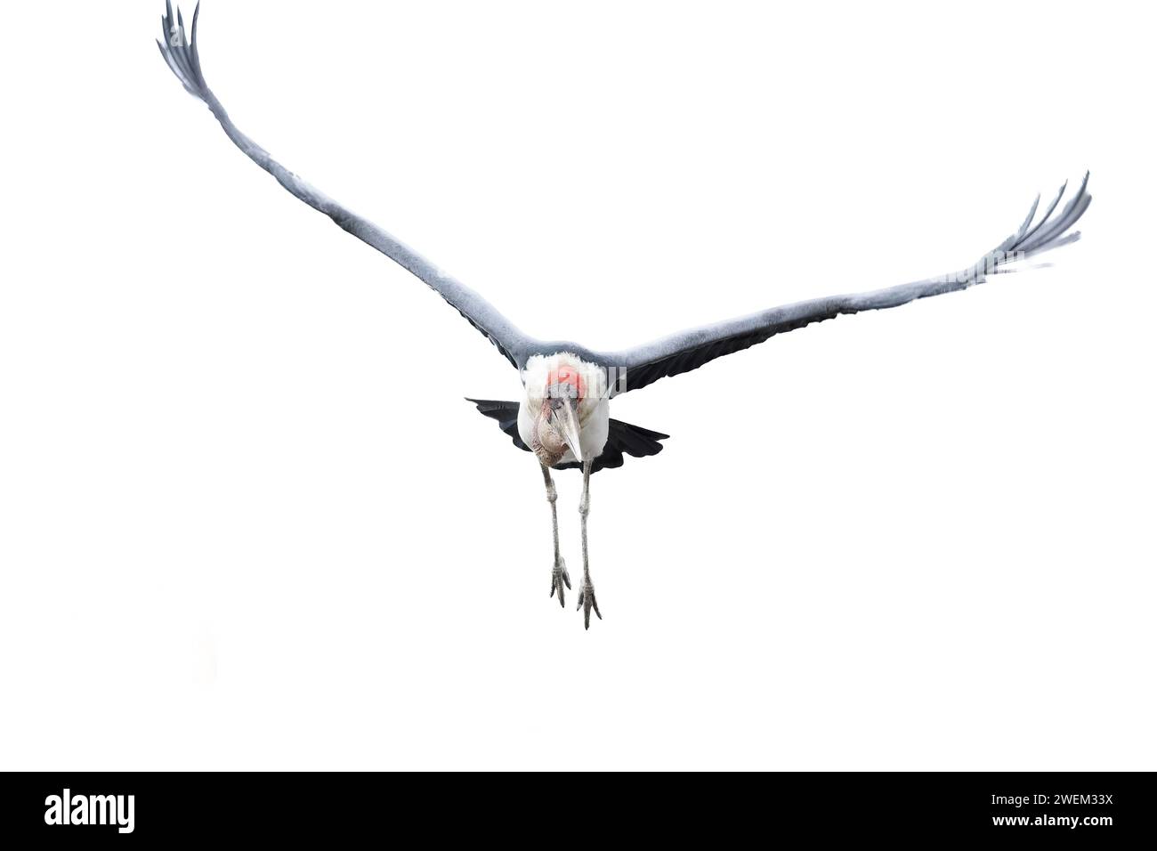 Cigogne marabou, Leptoptilos crumenifer. Oiseau en habitat naturel. Lac Nakuru, Kenya Banque D'Images