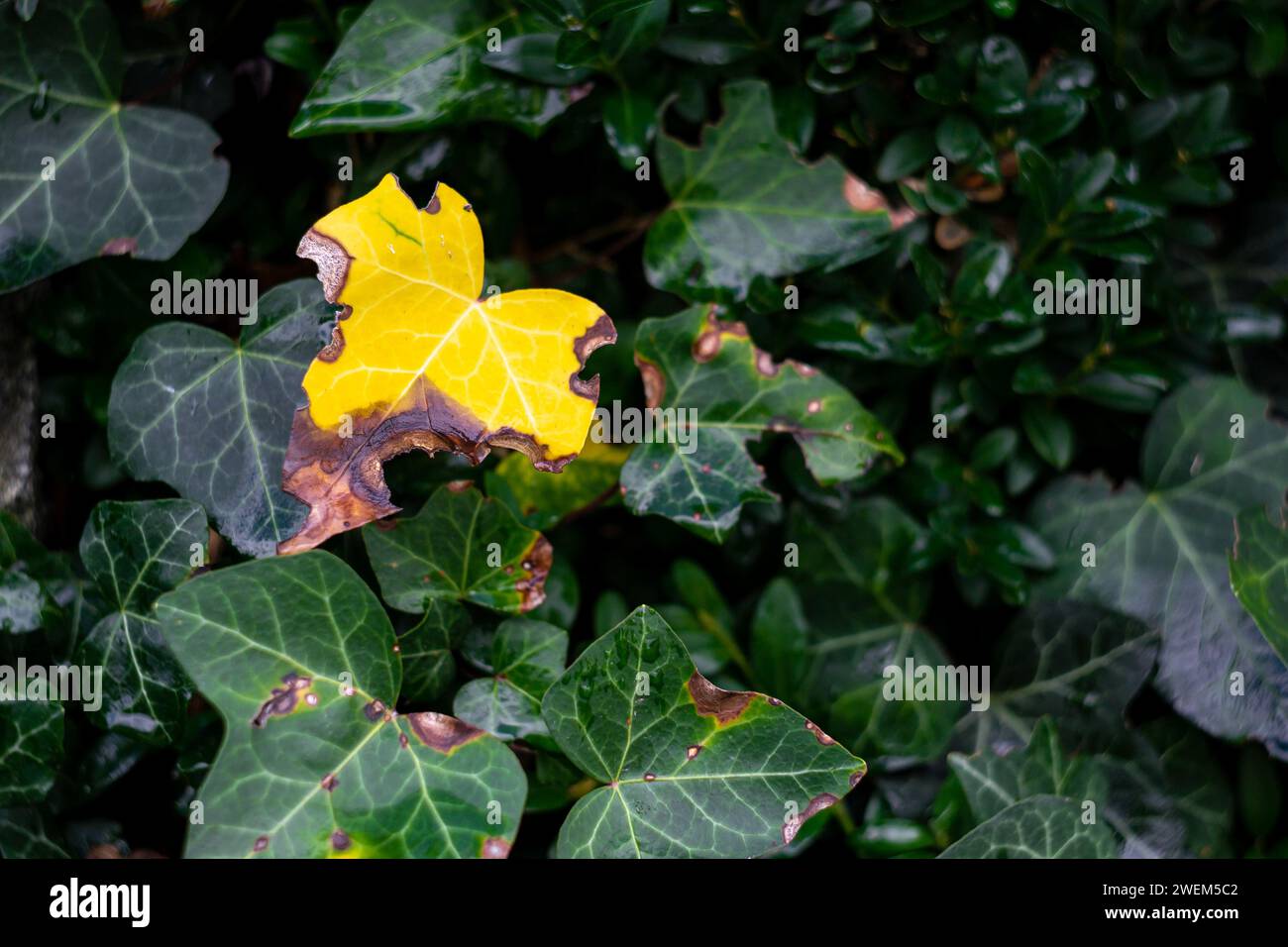 feuille de lierre mangée jaune flétrie sur fond de feuilles vertes Banque D'Images