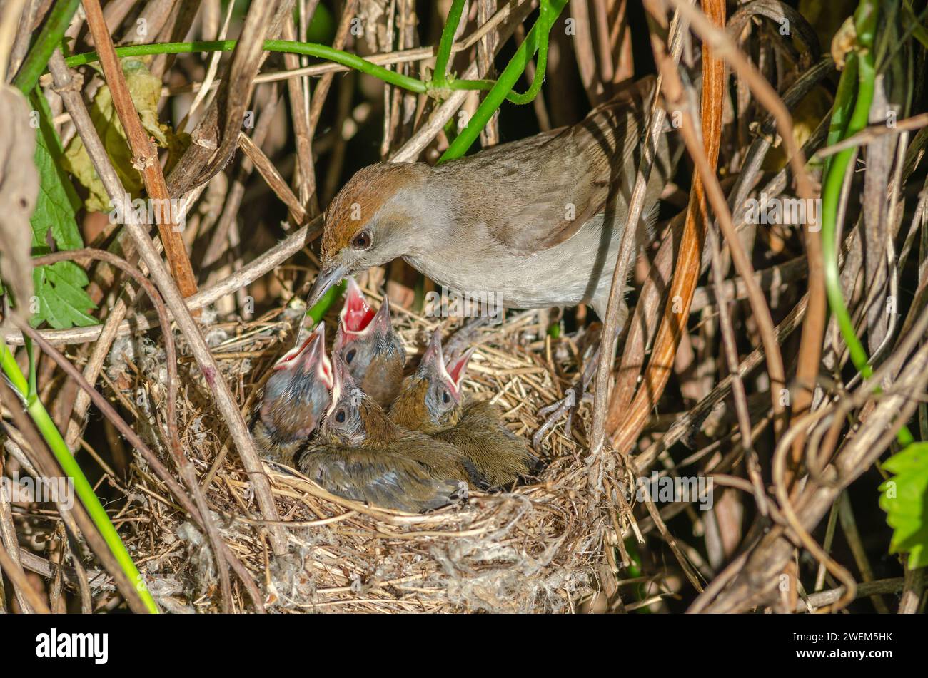 Eurasian Blackcap (Sylvia atricapilla) femelle sur son nid avec ses poussins, Bas-Rhin, Alsace, Grand est, France, Europe Banque D'Images