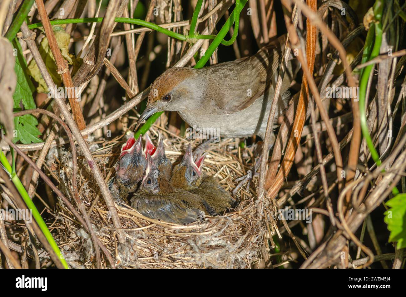 Eurasian Blackcap (Sylvia atricapilla) femelle sur son nid avec ses poussins, Bas-Rhin, Alsace, Grand est, France, Europe Banque D'Images