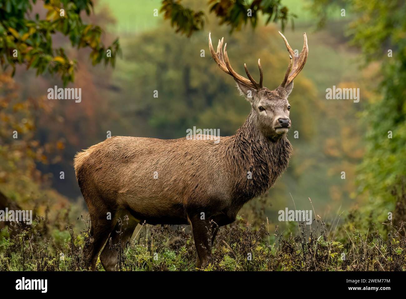 Majestueux cerf britannique DES IMAGES HILARANTES montrent un majestueux cerf rouge soufflant une framboise au Studley Royal Park dans le North Yorkshire. Un autre imag Banque D'Images