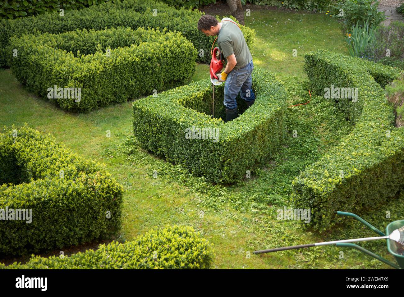 Élagage jardinier une haie dans un labyrinthe avec tondeuse électrique, elevated view Banque D'Images