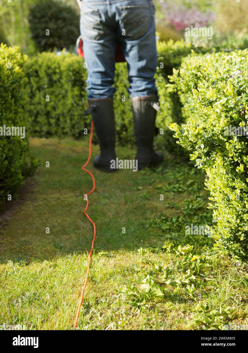 Vue arrière d'un jardinier taillant une haie avec tondeuse électrique sans tête, Banque D'Images