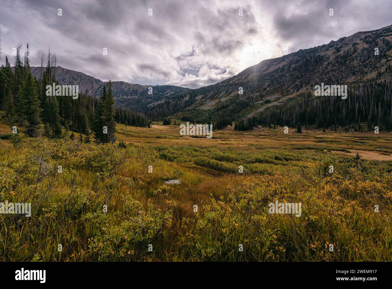 Swamp Park dans la nature sauvage du mont Zirkel, Colorado Banque D'Images