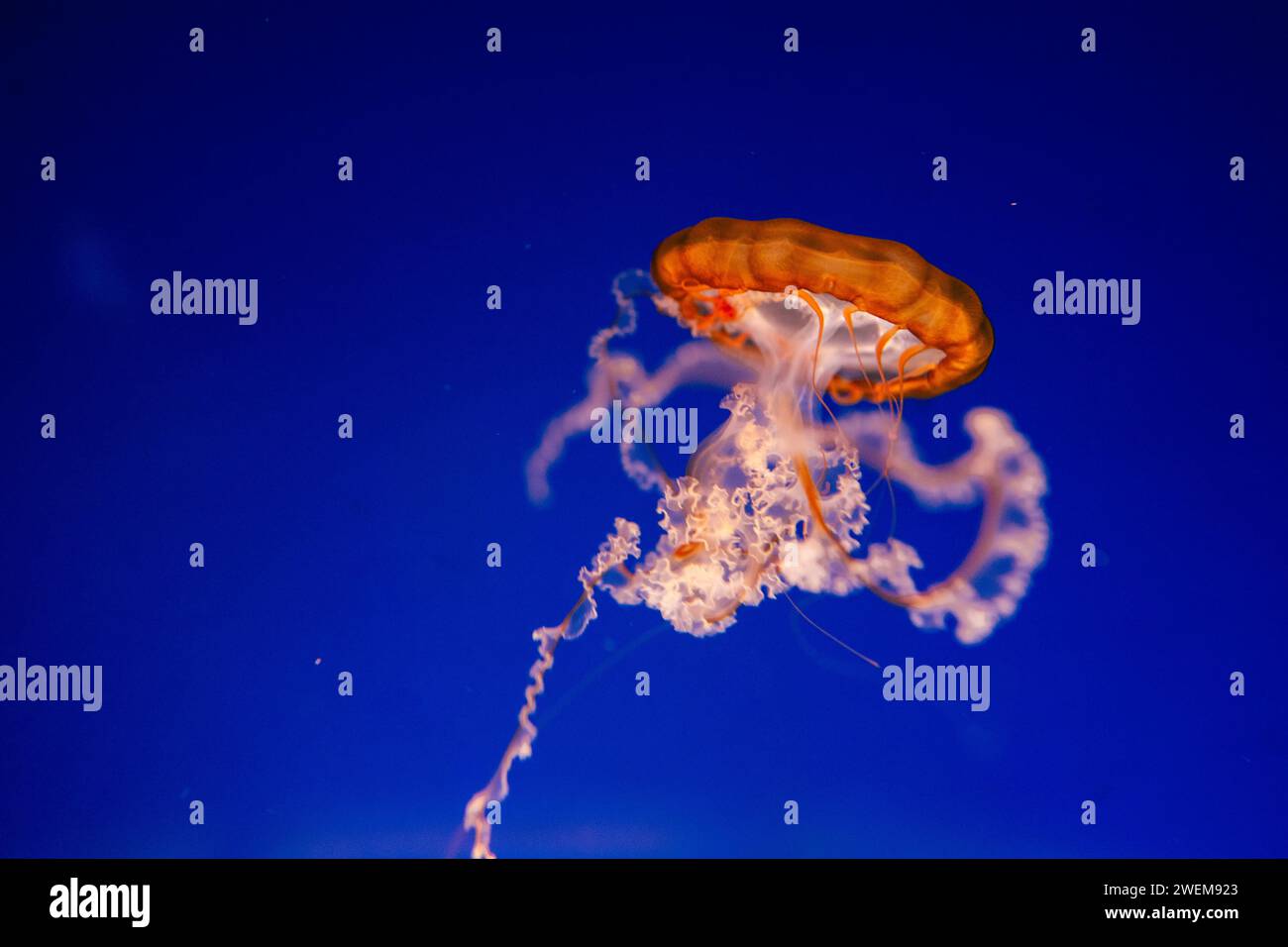 Méduses colorées floues flottant sur les eaux. Blue Moon Jellyf Banque D'Images