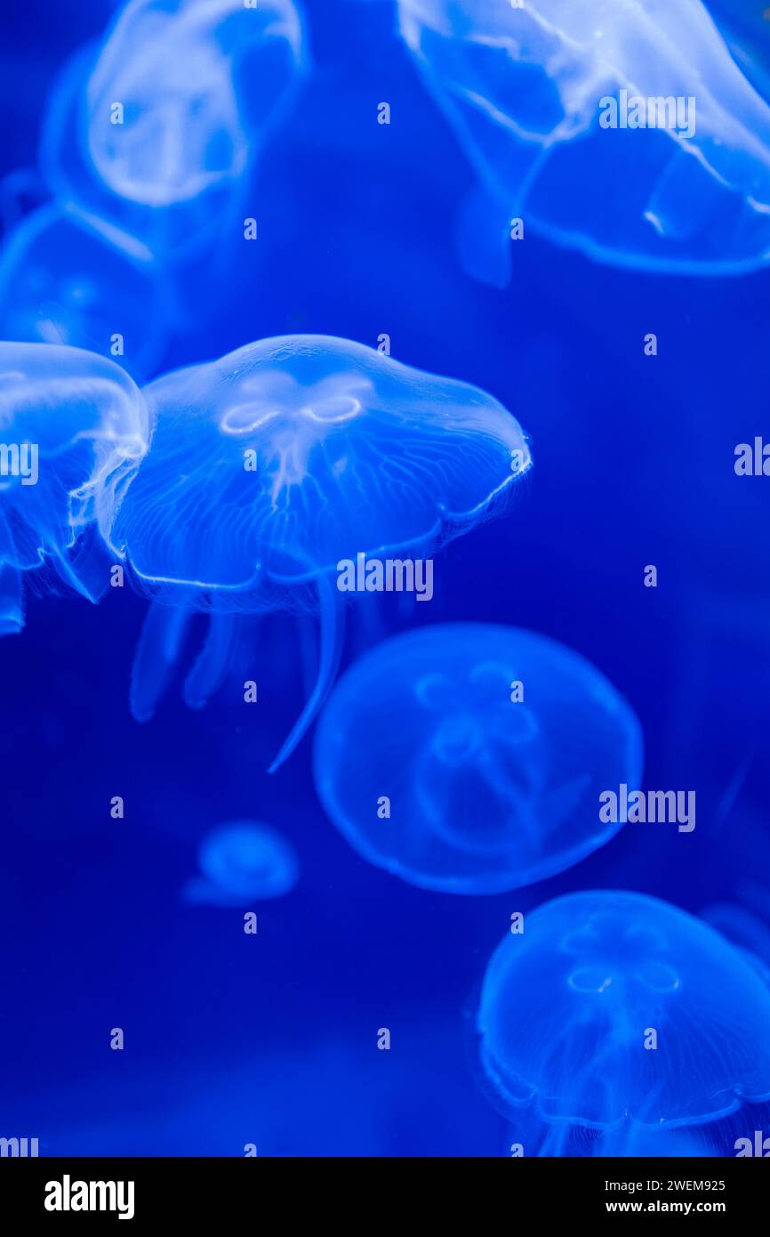 Méduses colorées floues flottant sur les eaux. Blue Moon Jellyf Banque D'Images