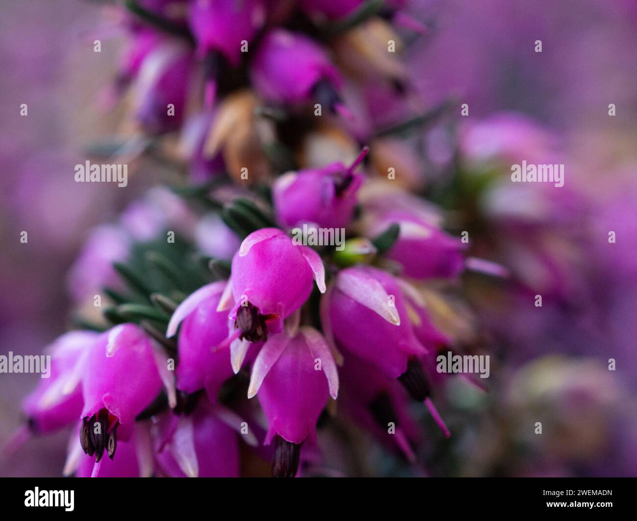 Petites fleurs roses et violettes chinées Macro photo Banque D'Images