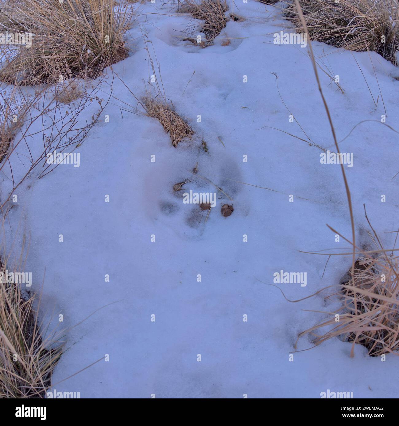 Mountain Lion Paw Print dans Waldron Canyon au Grand Canyon AZ Banque D'Images