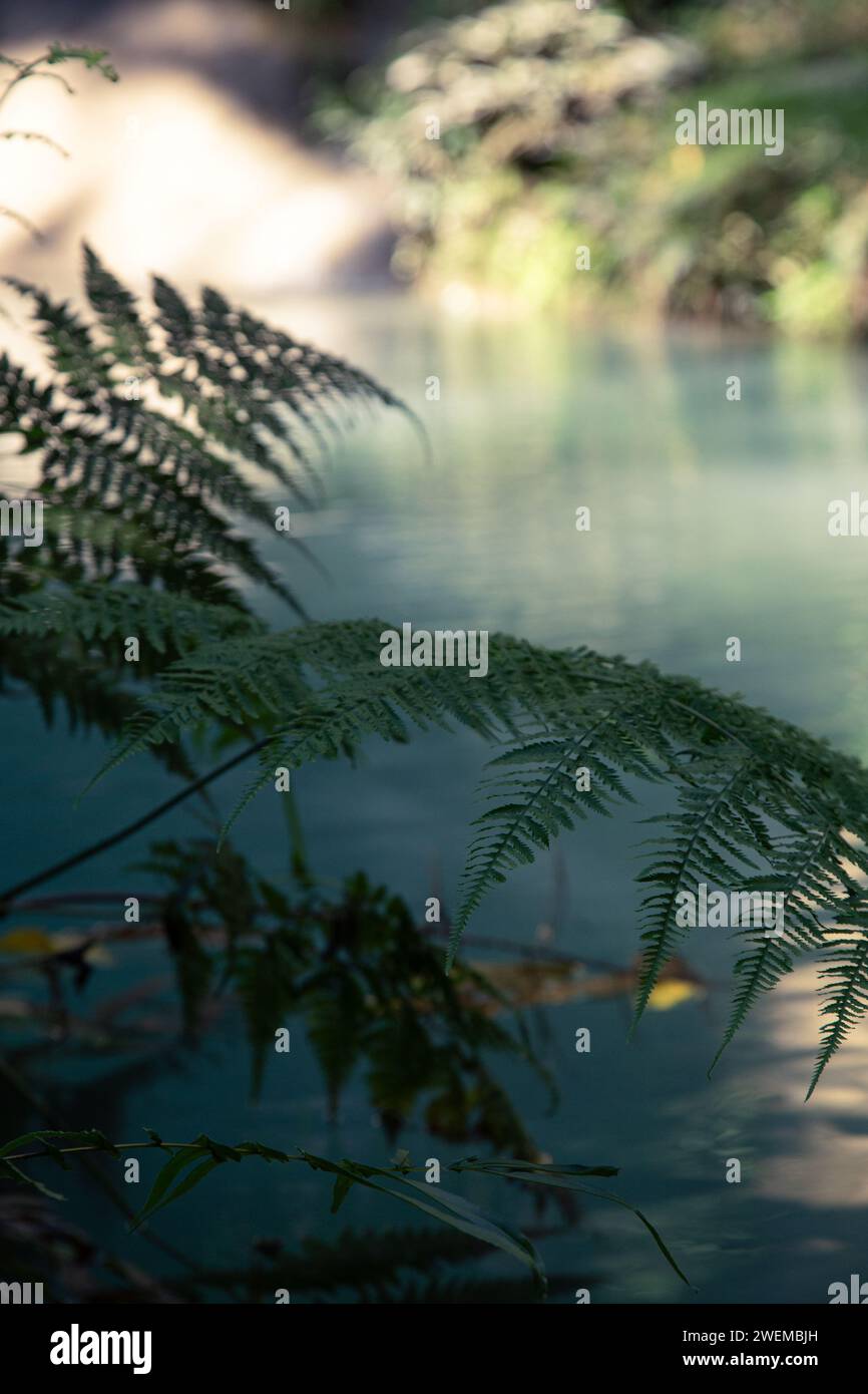 Gros plan de feuilles de fougère avec un étang d'eau bleue comme arrière-plan Banque D'Images