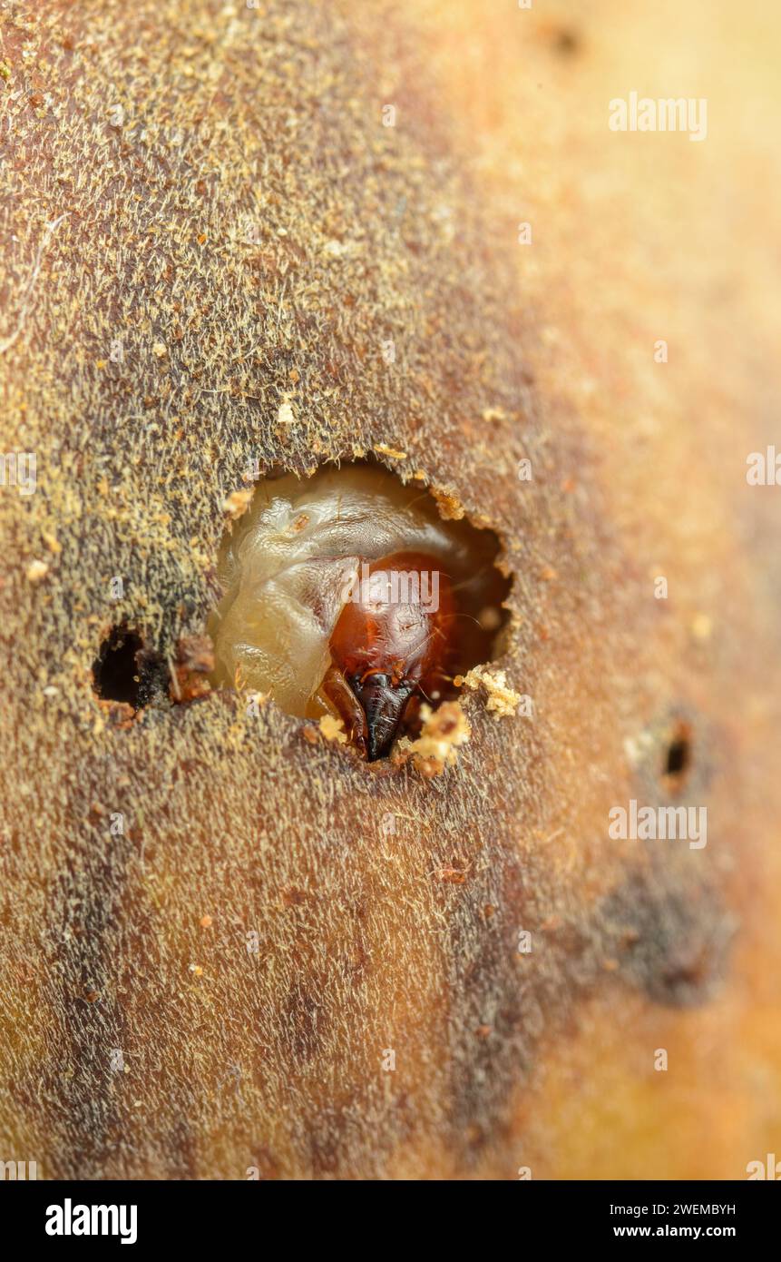 La larve de charançon de noix se brise à travers la coquille de noix Banque D'Images