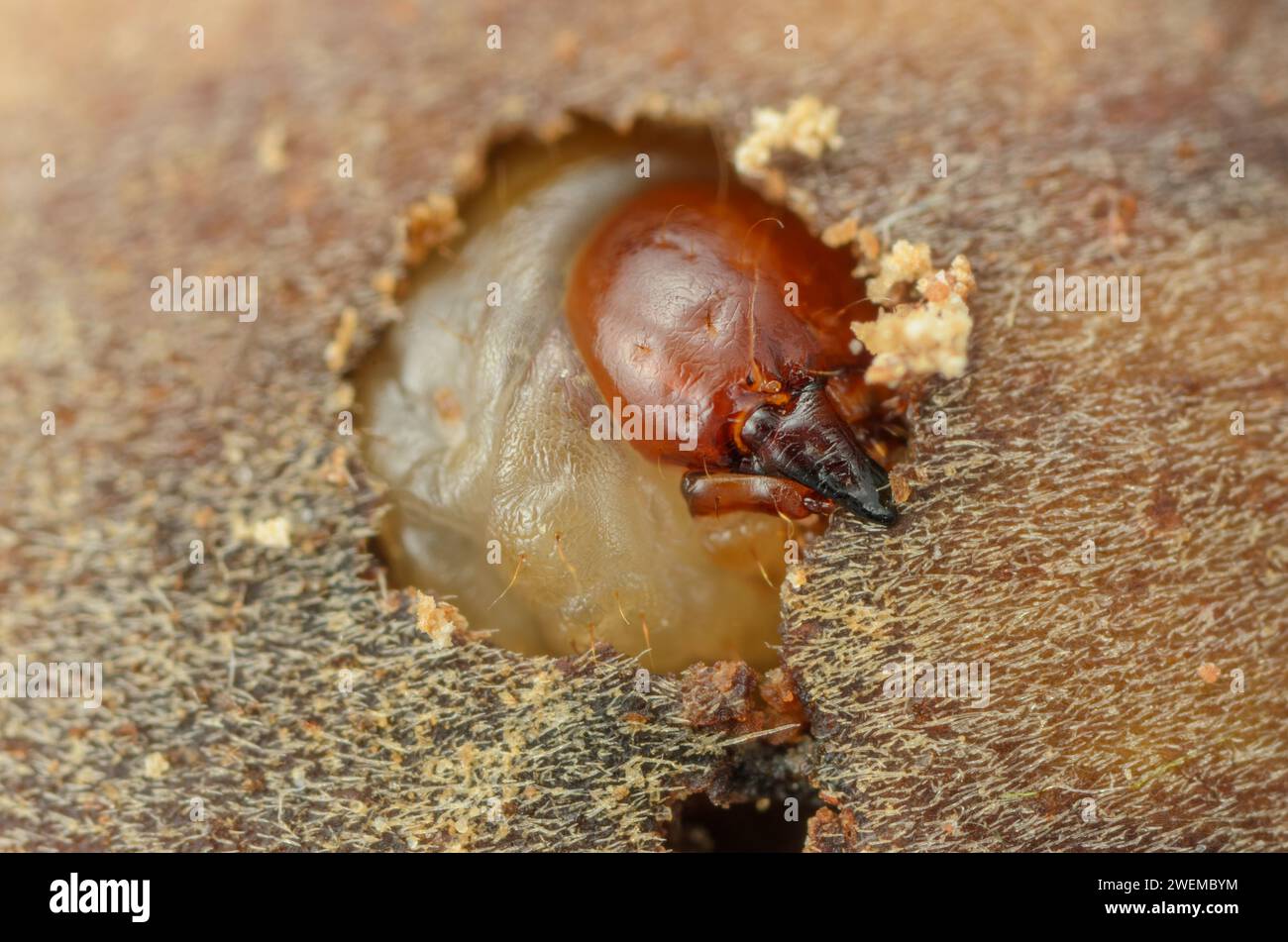 Larve d'une noix Wevil écoutilles , Curculio nucum larve grignote son chemin à travers les coquilles de noix Banque D'Images