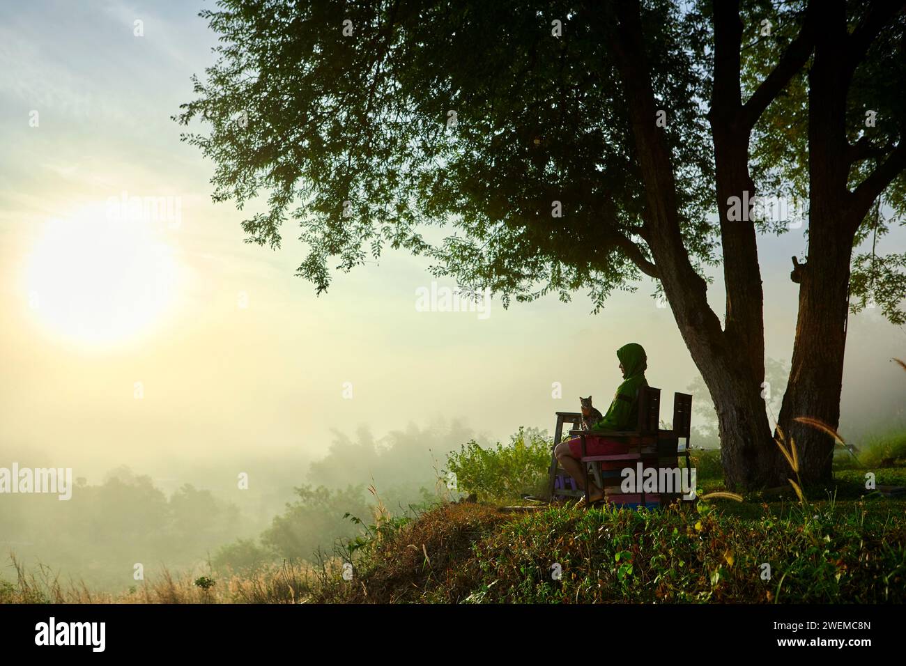 Vue latérale d'un homme assis sur un banc et chat avec brouillard matinal dans la forêt Banque D'Images
