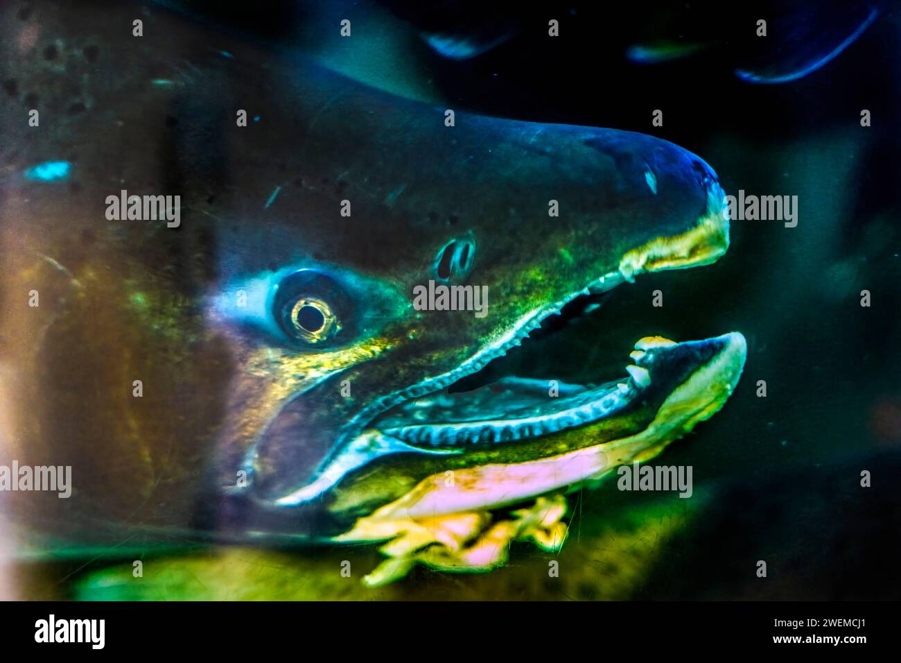 Saumon chinook Close Up Issaquah Hatchery État de Washington Banque D'Images