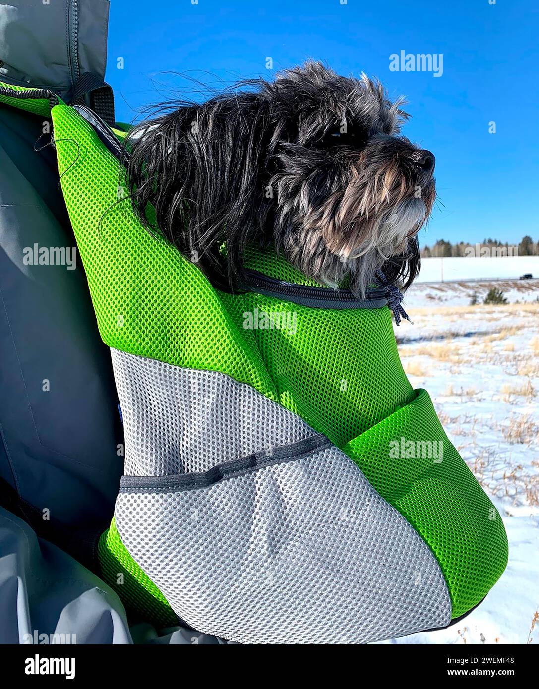 Gros plan de chien dans le sac à dos de randonnée Banque D'Images