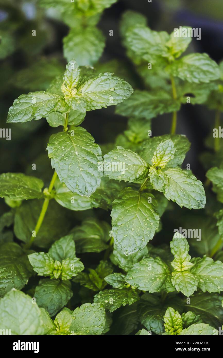 Gros plan de feuilles de menthe verte poussant dans le jardin Banque D'Images