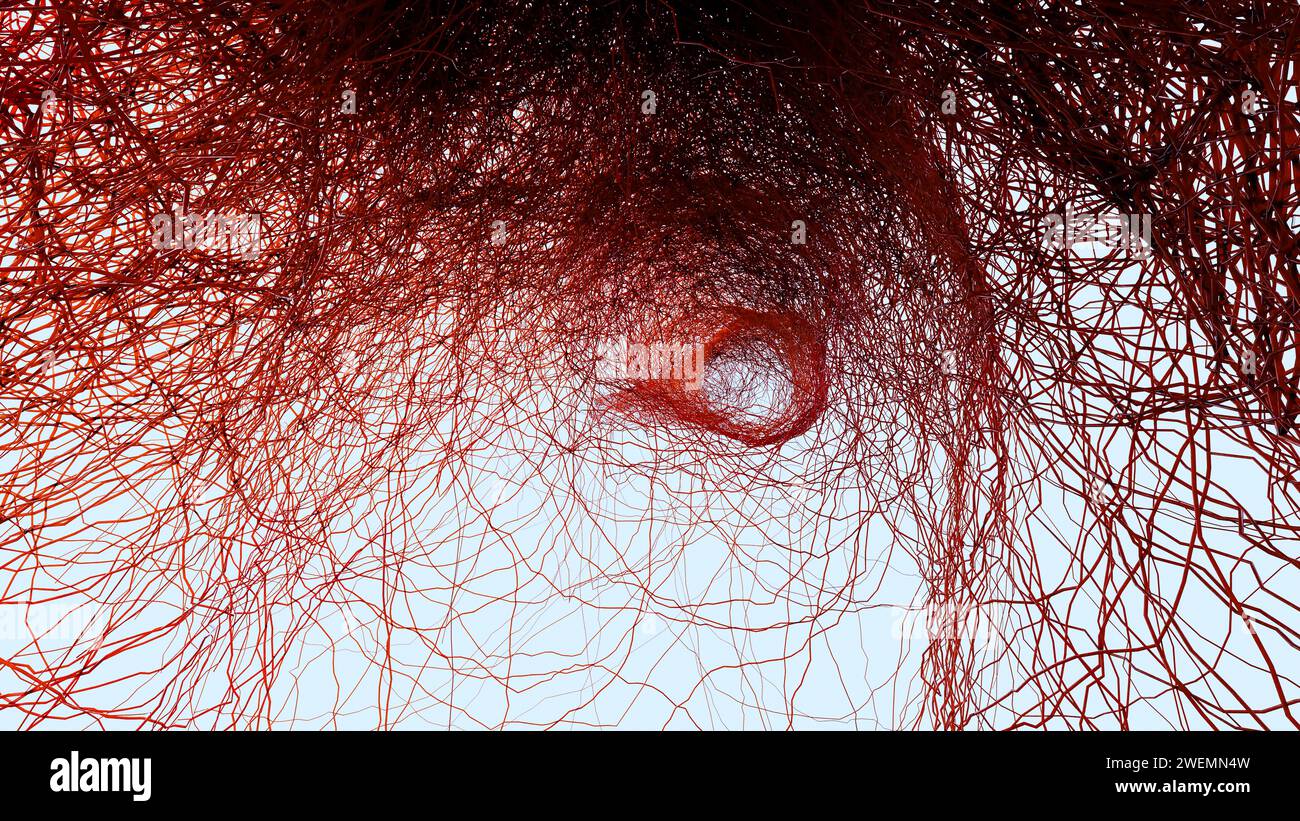 Système circulatoire artériel et veineux humain, animation médicalement précise de la croissance des vains et des artères, vaisseaux sanguins, réseau capillaires rouges, 3d Re Banque D'Images