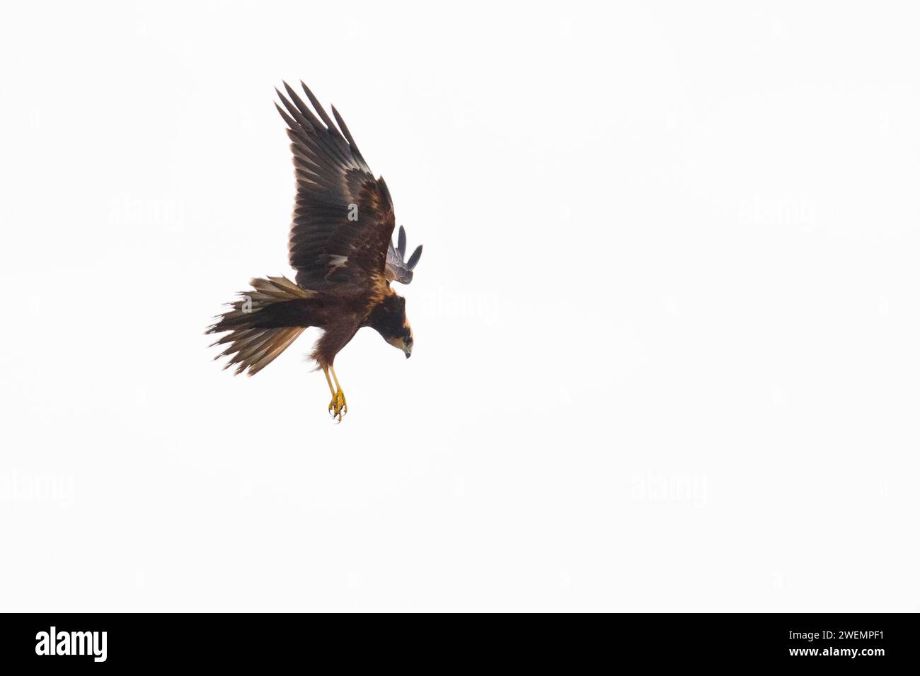 Marais-harrier occidental (Circus aeruginosus), Emsland, Basse-Saxe, Allemagne Banque D'Images