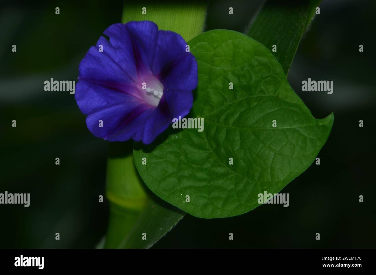 Ipomea indica bleu fleur de golory du matin en gros plan Banque D'Images