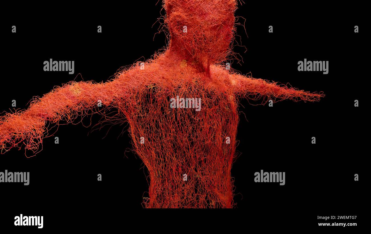 Système circulatoire artériel et veineux humain, animation médicalement précise de la croissance des vains et des artères, vaisseaux sanguins, réseau capillaires rouges, 3d Re Banque D'Images