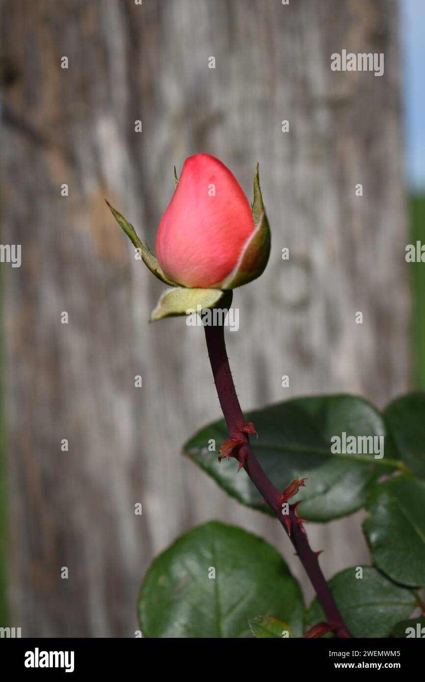 Rosebud (Rosaceae), gros plan, Neubeuern, Bavière, Allemagne Banque D'Images