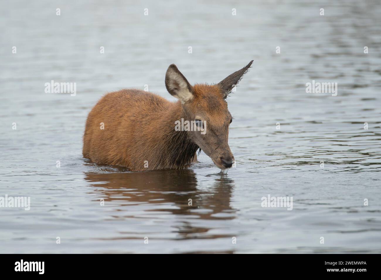 Le cerf-Rouge (Cervus elaphus) fauve en train de boire dans un lac, Surrey, Angleterre, Royaume-Uni Banque D'Images