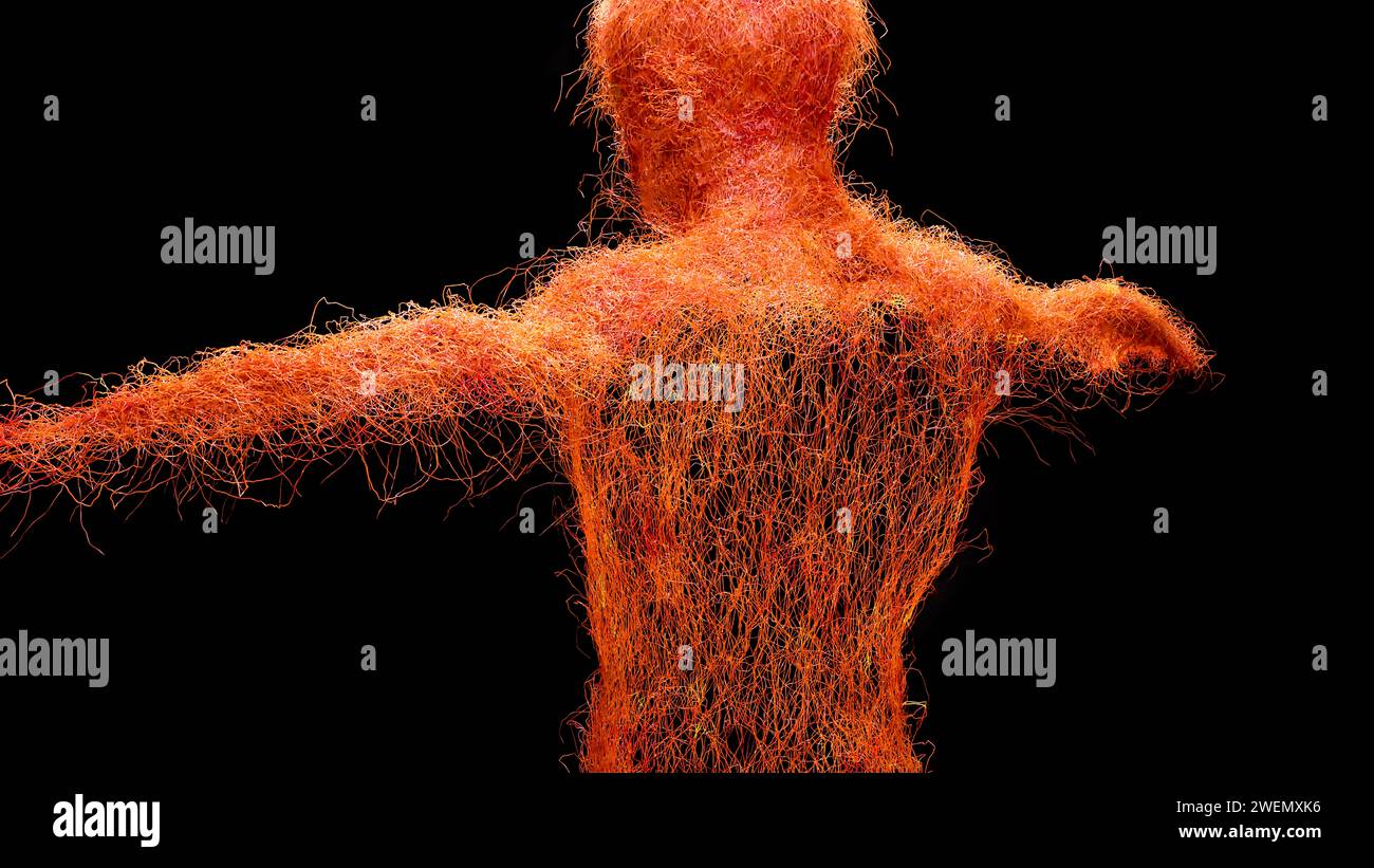 Système circulatoire artériel et veineux humain, animation médicalement précise de la croissance des vains et des artères, vaisseaux sanguins, réseau capillaires rouges, 3d Re Banque D'Images