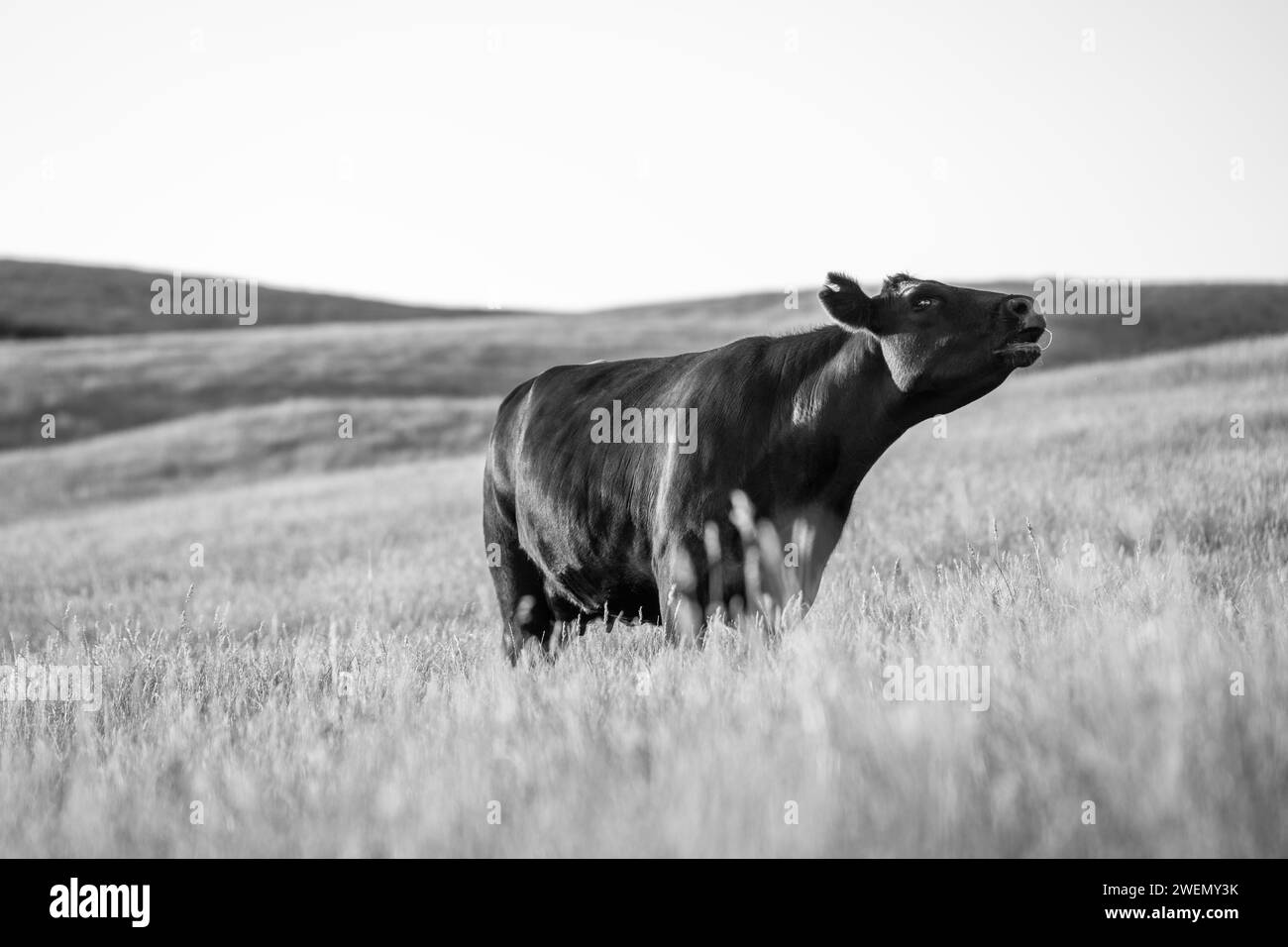 Régénératif Stud Angus, wagyu, gris Murray, vaches laitières et bovins et taureaux paissant sur l'herbe et le pâturage dans un champ. Les animaux sont biologiques et libres r Banque D'Images