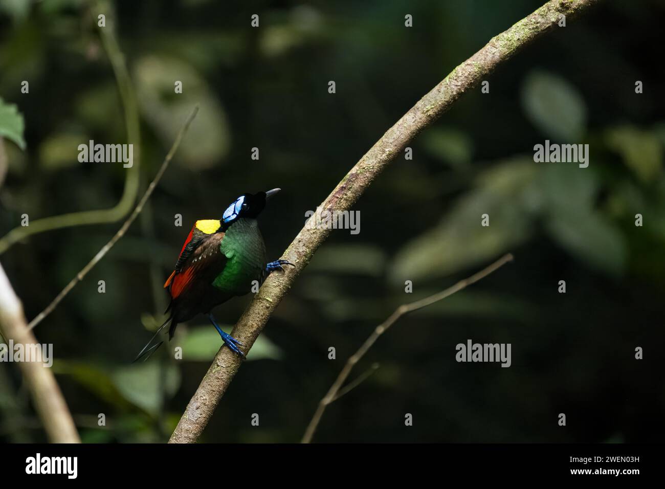 Oiseau de paradis de Wilson (Diphyllodes respublica), endémique des forêts tropicales de l'île de Waigeo, Nouvelle-Guinée Banque D'Images