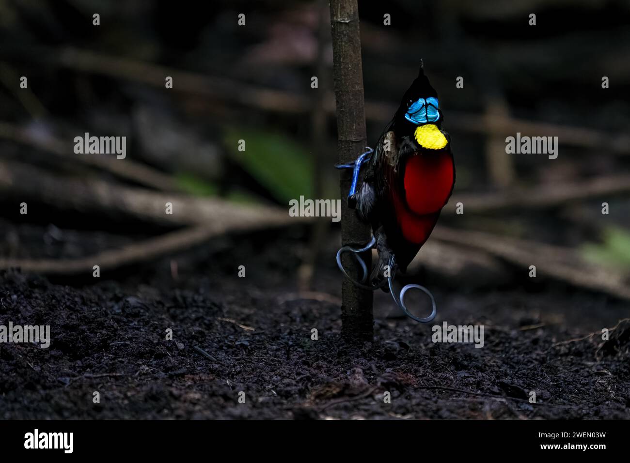 Oiseau de paradis de Wilson (Diphyllodes respublica), endémique des forêts tropicales de l'île de Waigeo, Nouvelle-Guinée Banque D'Images