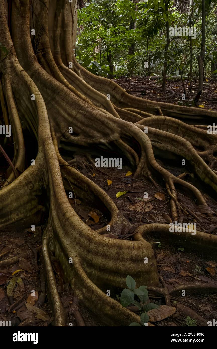 Forêt tropicale, arbres Tangkoko National Park Sulawesi Indonésie Banque D'Images