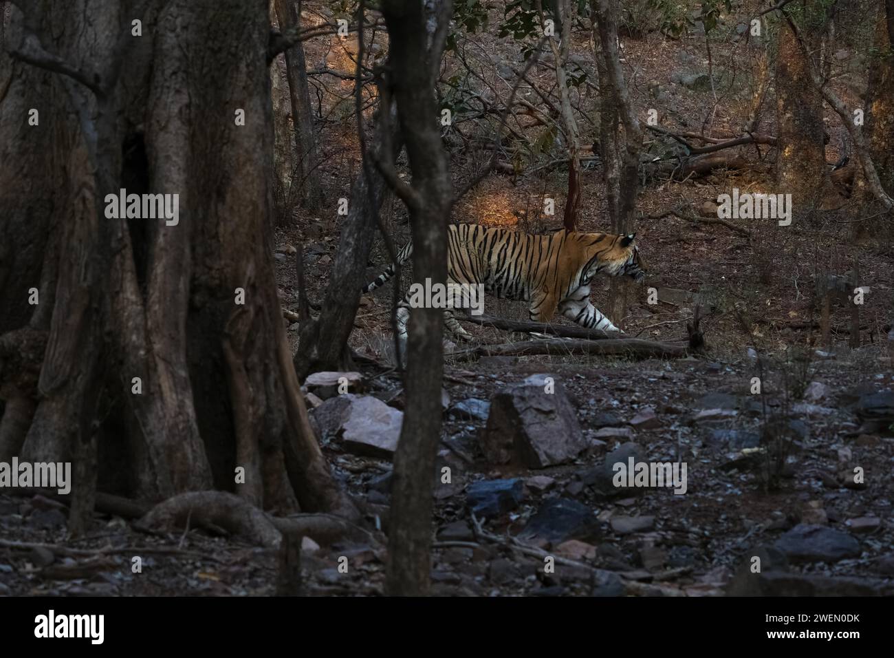 Tigre mâle (Panthera tigris) photographié dans la jungle du parc national de Ranthambore célèbre pour ses tigres au Rajastan Inde Banque D'Images