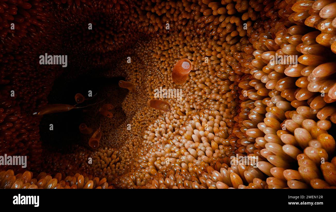 Surface des microvillosités du système digestif, villosités intestinales avec bactéries et virus. Villosités microscopiques, capillaires pour la digestion et l'absorption de foo Banque D'Images