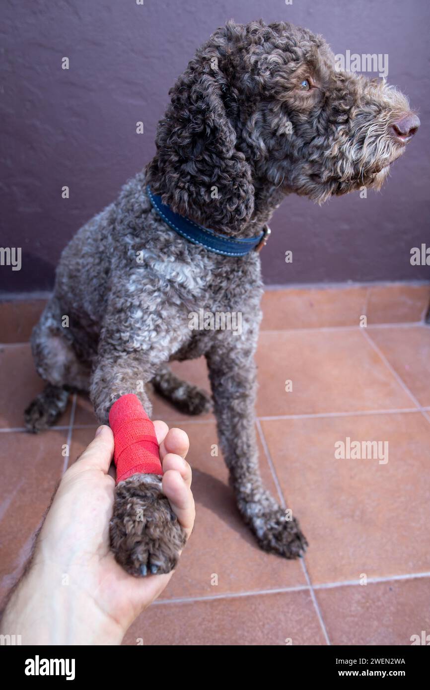 chien blessé à la jambe bandée mettant la patte dans la paume humaine Banque D'Images