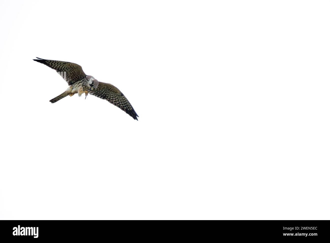 Faucon à pieds rouges en vol, (Falco vespertinus) avec proie (libellule) . Dans son environnement naturel. Banque D'Images